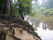 Tree roots at Cliffs of the Neuse State Park, NC